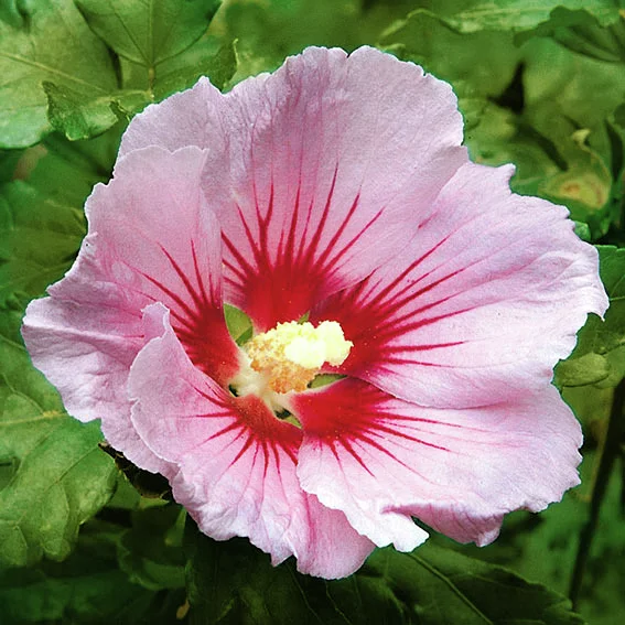 Garten-Hibiskus Hamabo