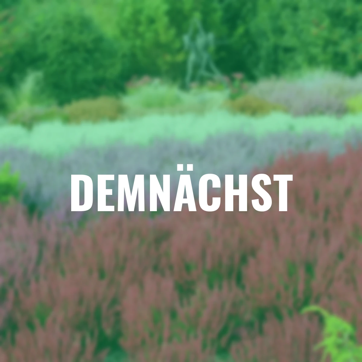 Knospenheide Gardengirls® , rot