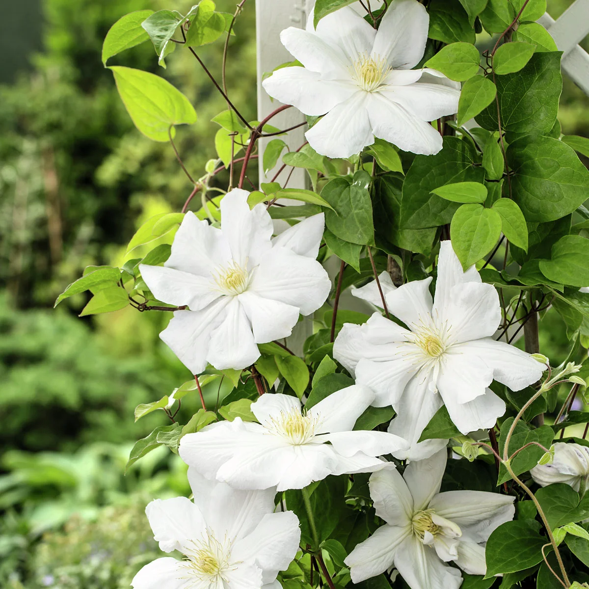 Clematis Madame le Coultre