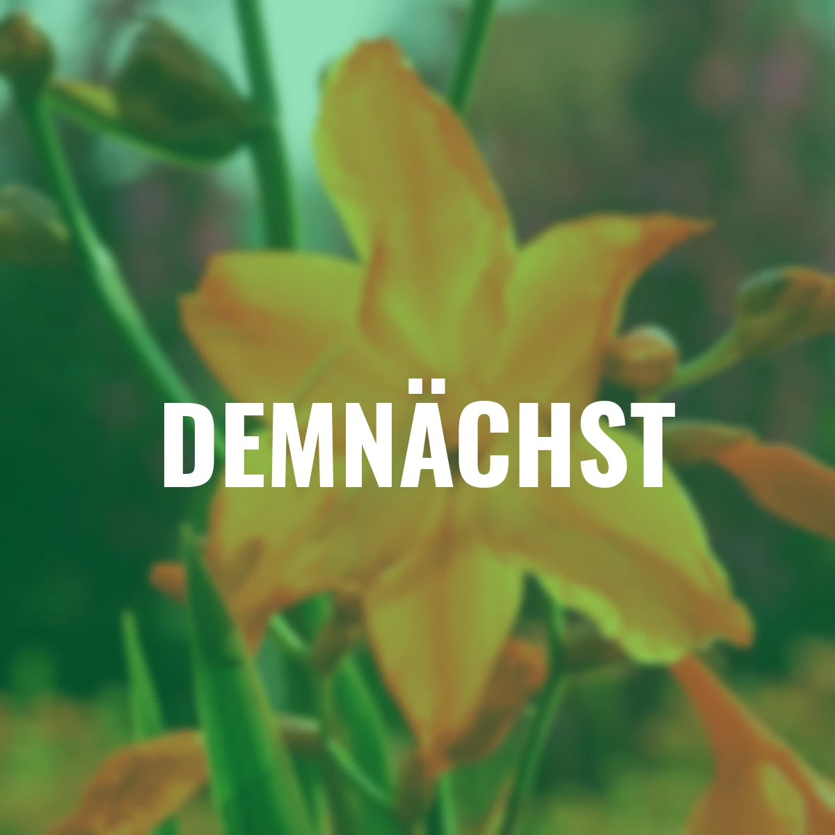 Montbretie Star of the East