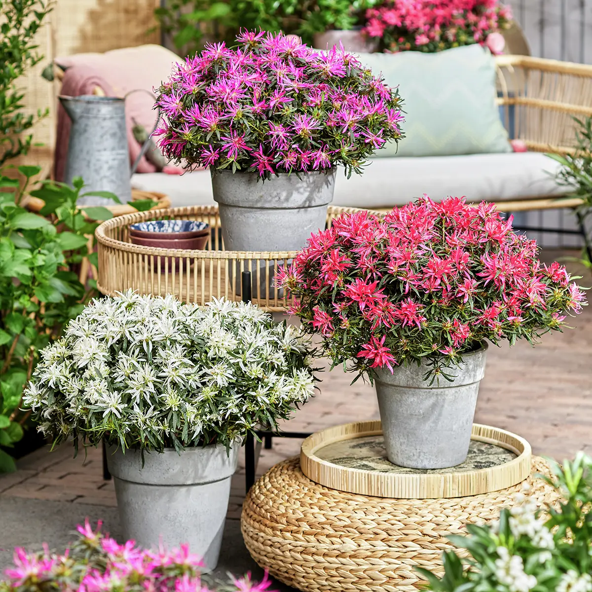 Japanische Azalee Star Style®, lila