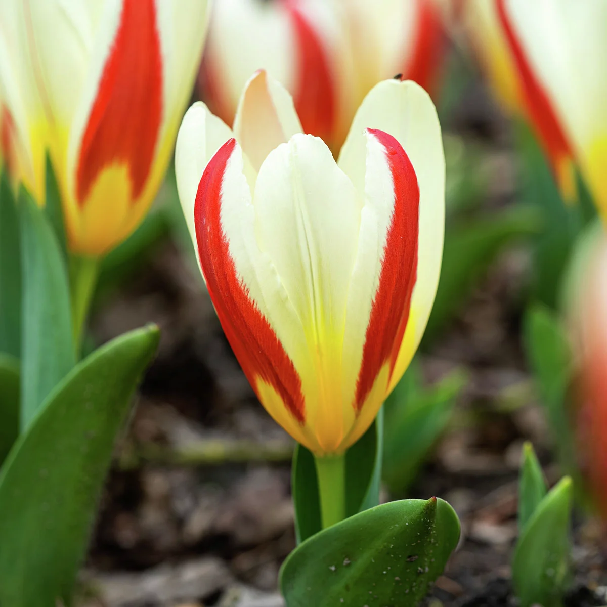 Tulpe The First