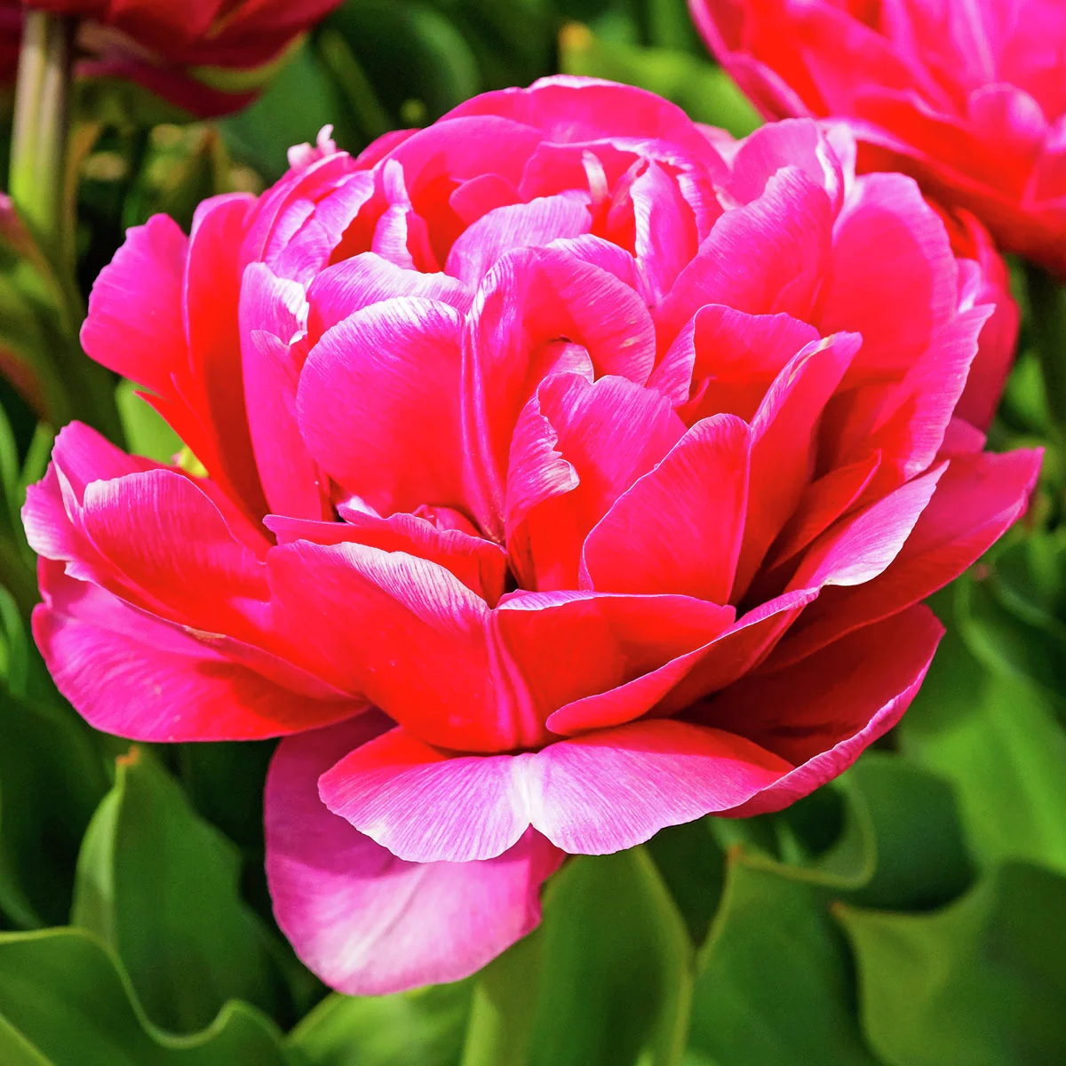 Tulpen-Set Dazzling Double