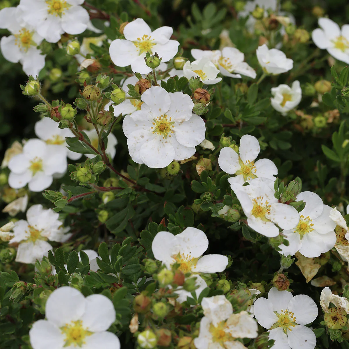 Fingerstrauch Abbotswood