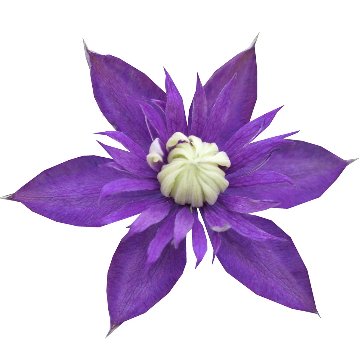 Clematis Taiga