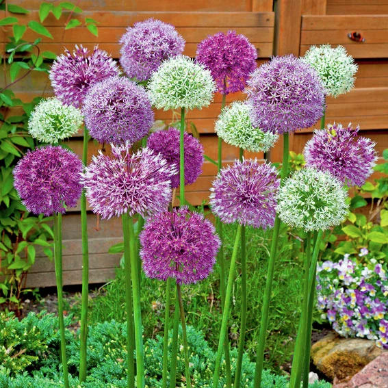 Blumenzwiebel-Set Riesenzierlauch