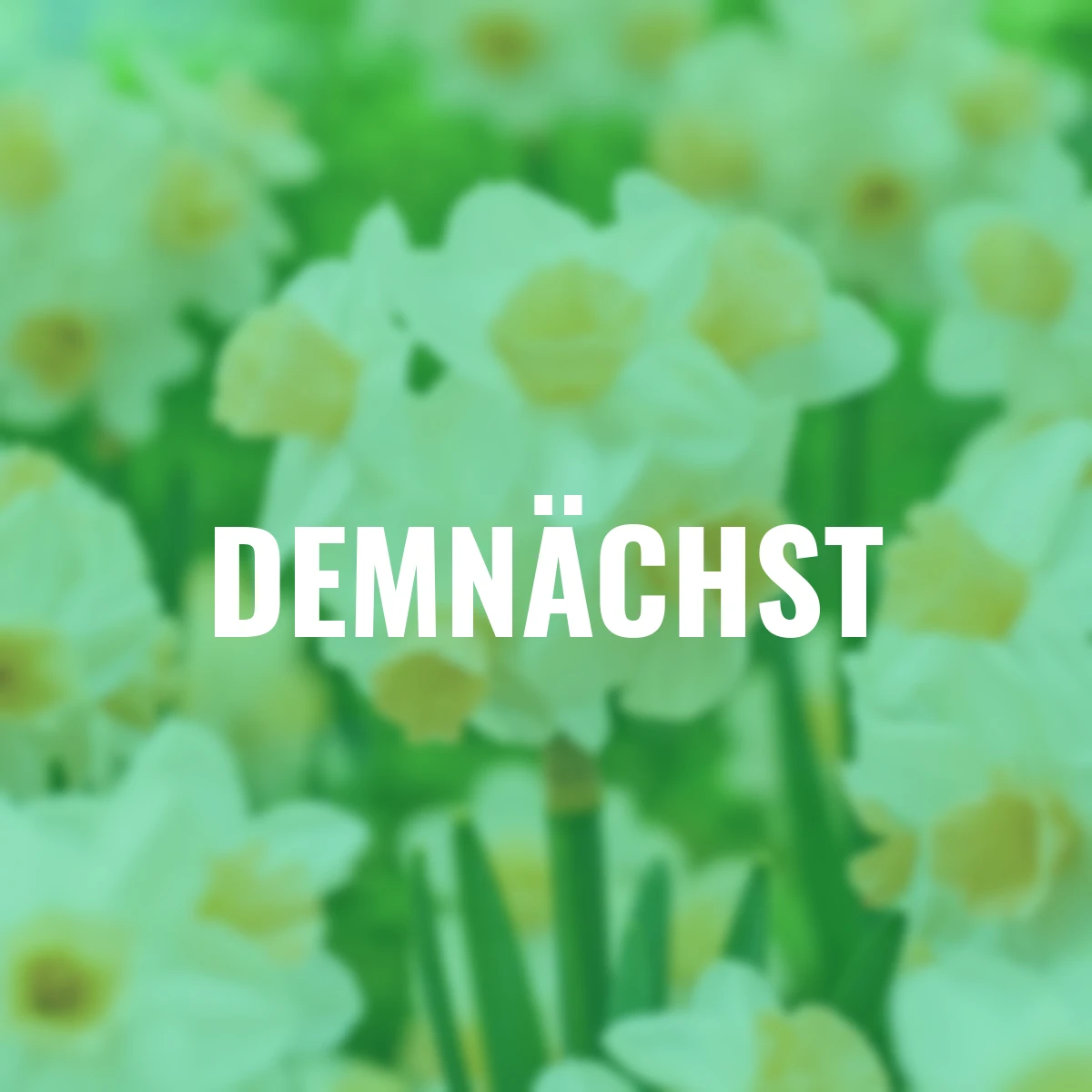 Narzisse Kapiti Peach