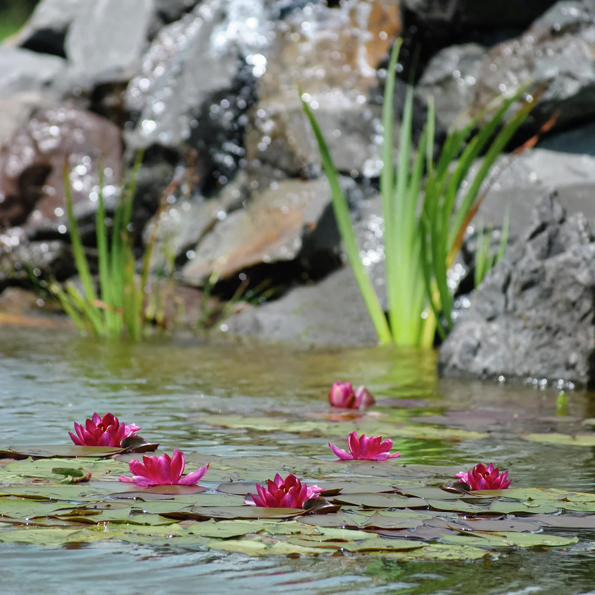 Seerose James Brydon, rot