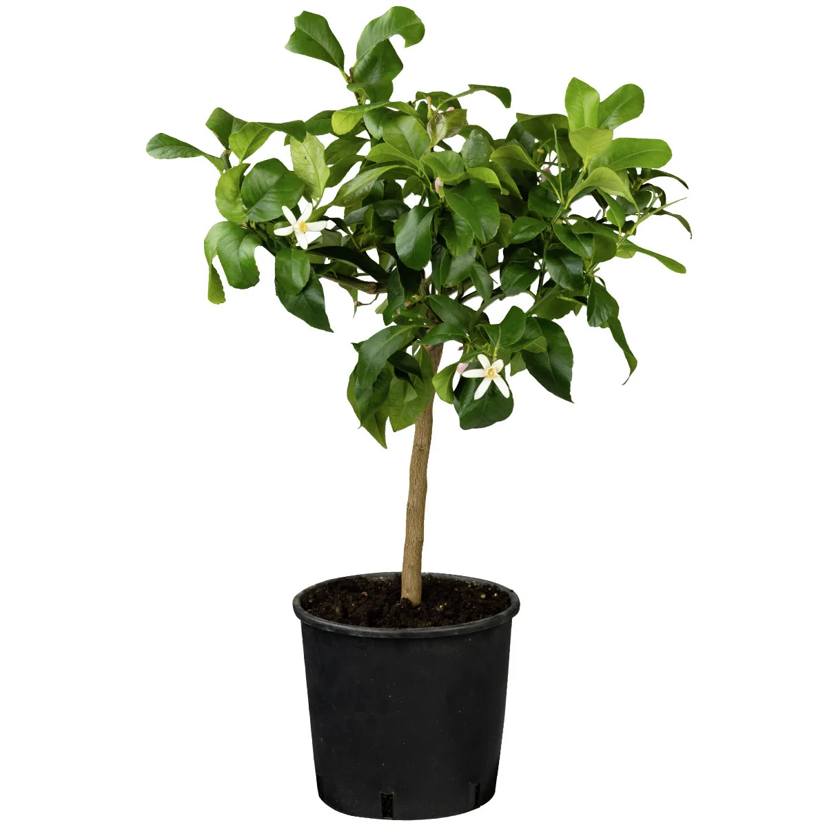 Zitronen-Stamm, im ca. 19 cm-Topf