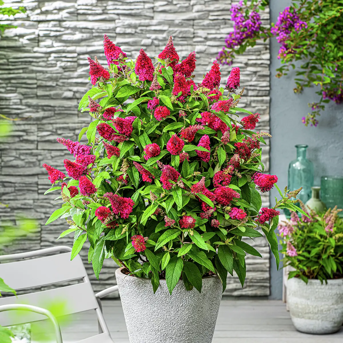 Zwerg-Schmetterlingsflieder Butterfly Candy® Little Ruby