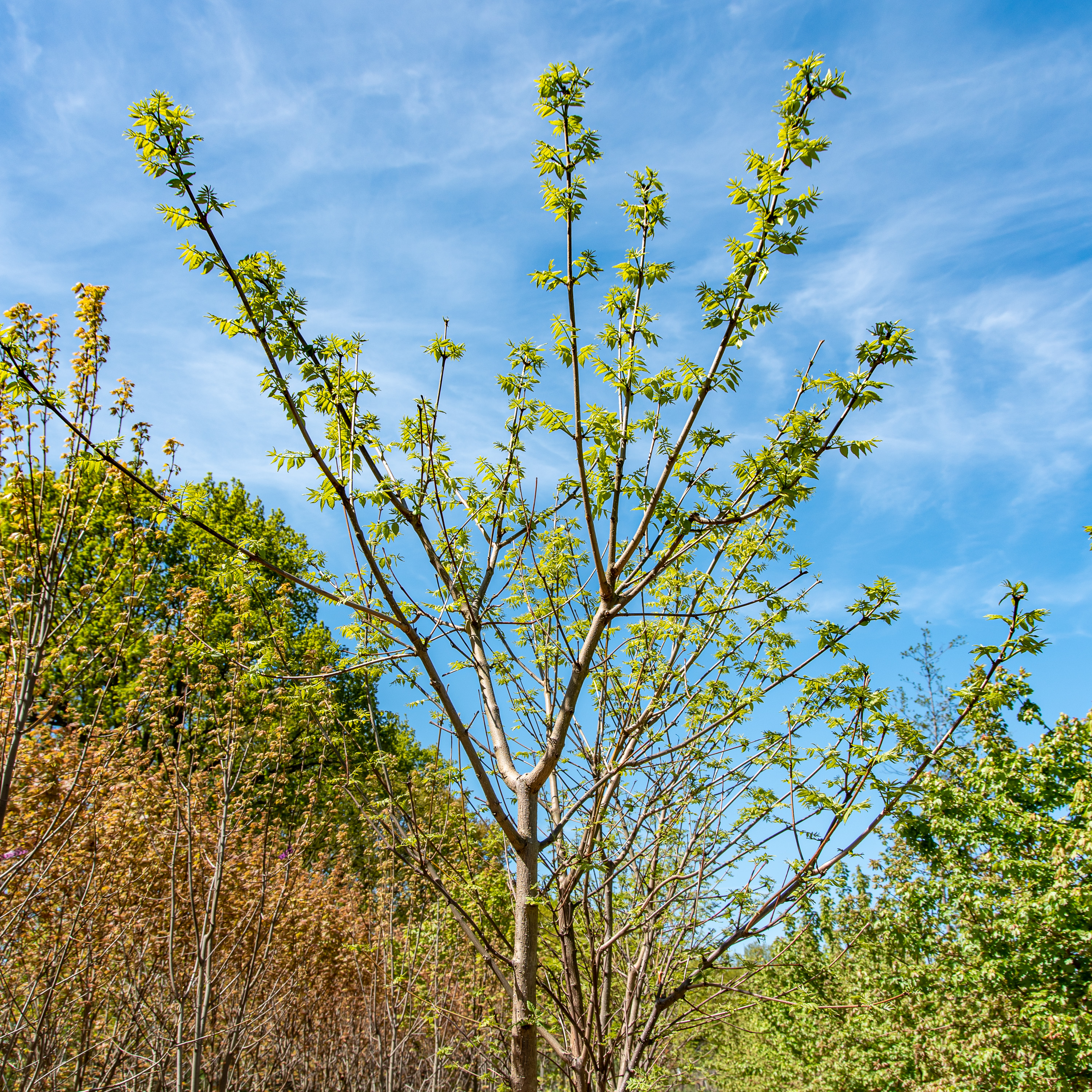 Bienenbaum (Tausendblütenstrauch, Samthaarige Stinkesche)