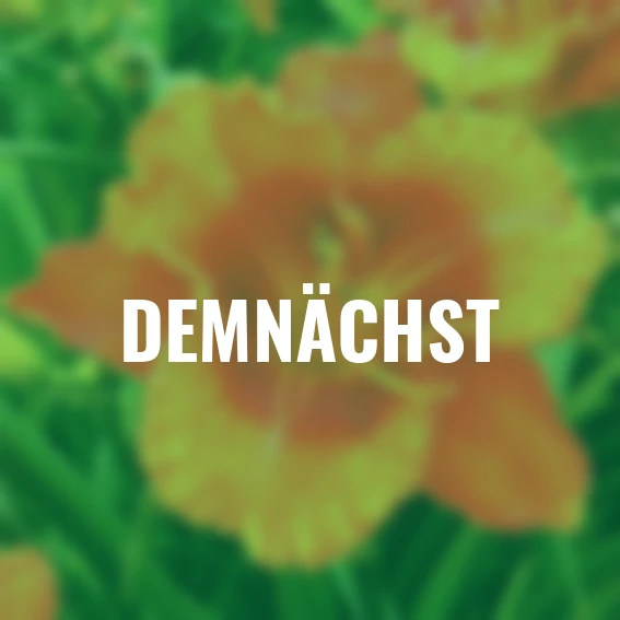 Bonbon-Taglilie Tigger