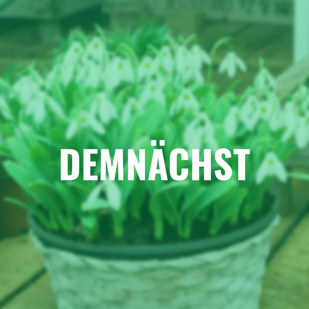 Riesen-Schneeglöckchen Mount Everest