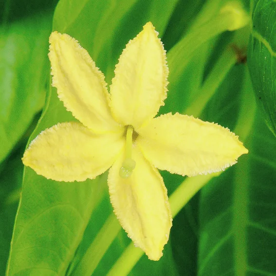 Hawaii-Palme, Höhe ca. 20-30 cm