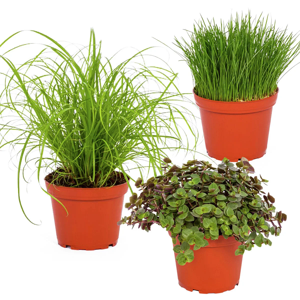 Zimmerpflanzen-Set Futterpflanzen