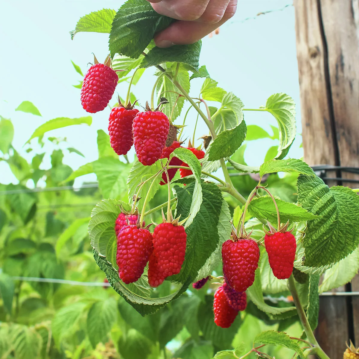 Riesenhimbeere Primeberry® Autumn Happy®