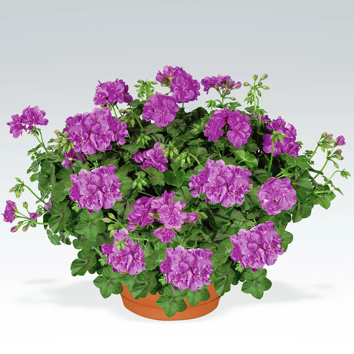 Hänge-Geranie, violett