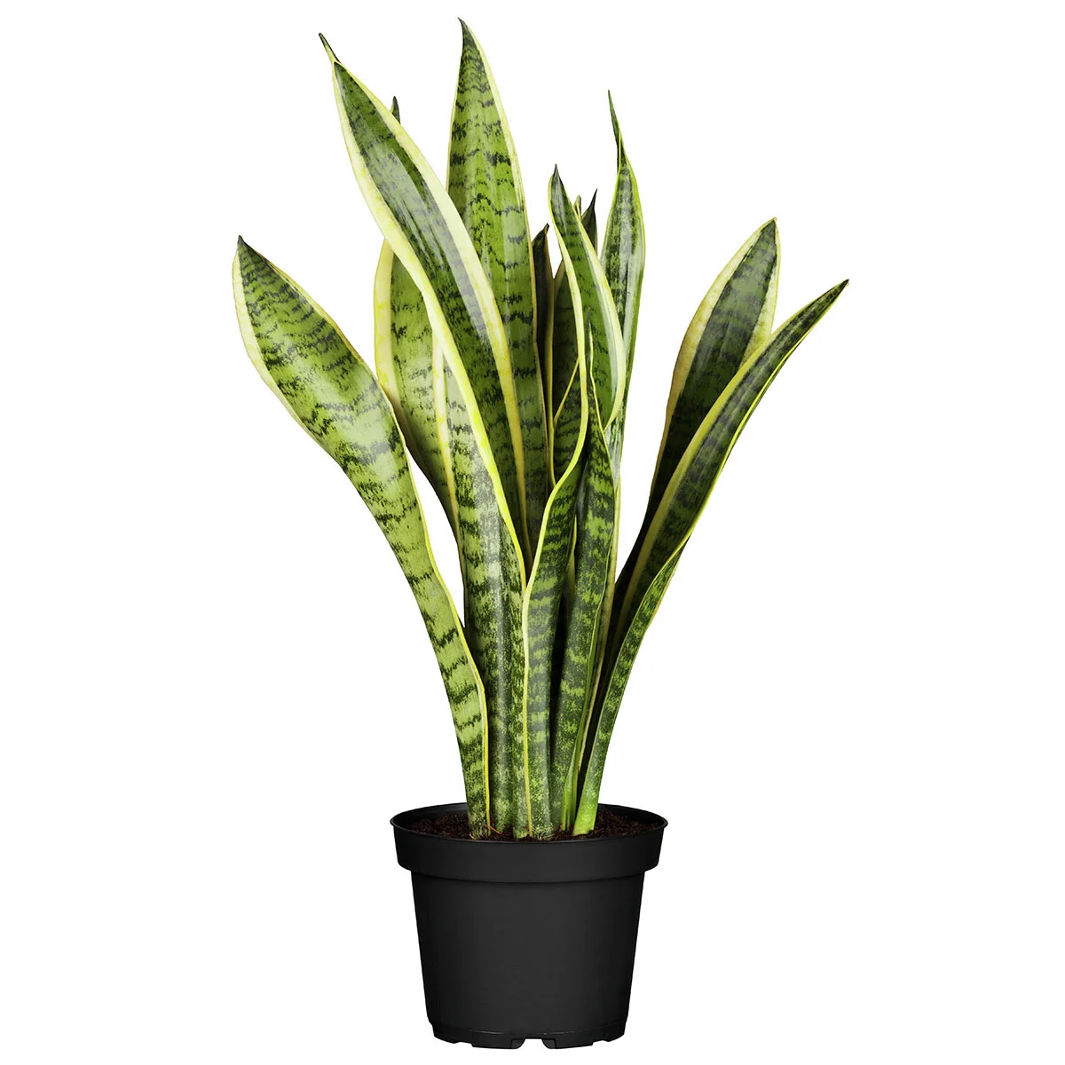 Großer Bogenhanf Laurentii, im ca. 15 cm-Topf, Höhe ca. 30-40 cm
