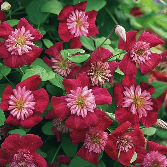 Clematis Avant-garde(TM) Festoon(TM)