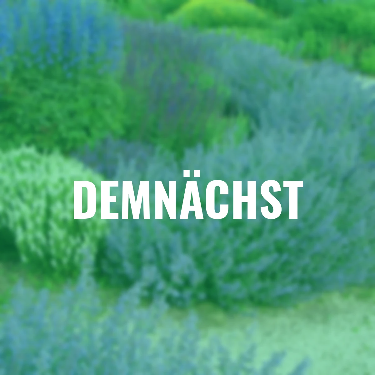 Stauden-Set Blue Paradise, 17 Stück