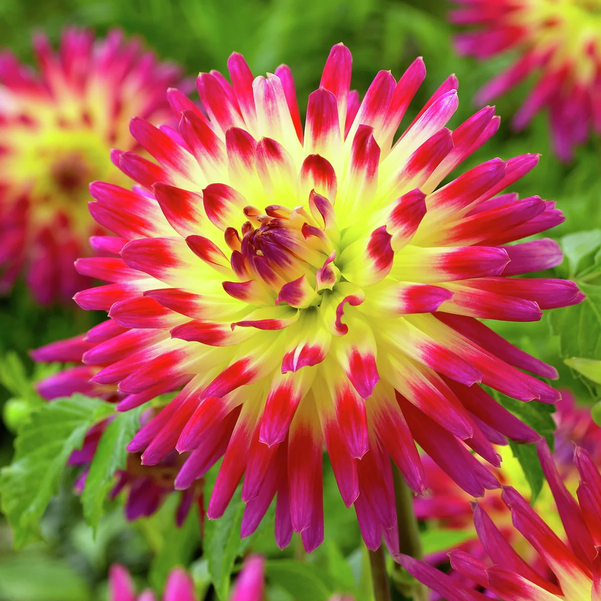 Kaktusdahlie Tahiti Sunrise