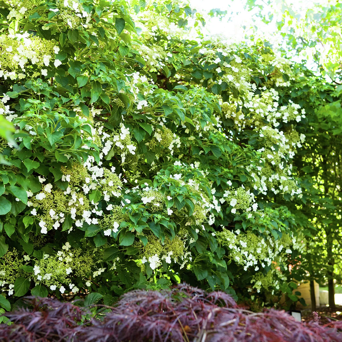 Kletterhortensie Der Klassiker G nstig Kaufen Bei G rtner Harry kletterhortensie-der-klassiker-g-nstig-kaufen-bei-g-rtner-harry
