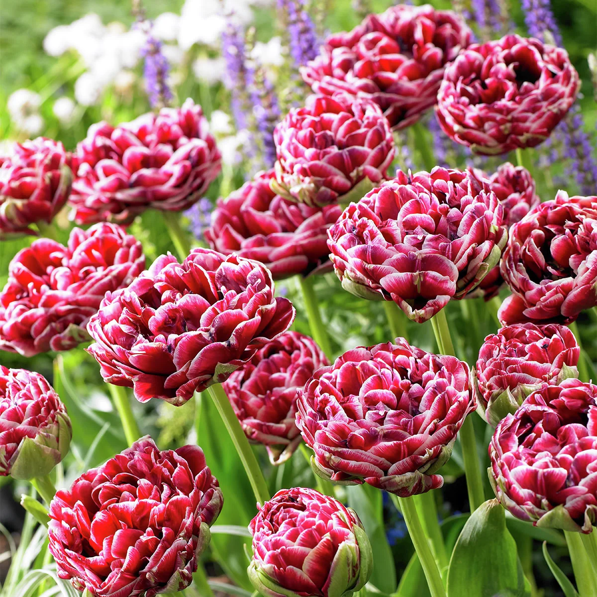 Tulpe Dream Touch