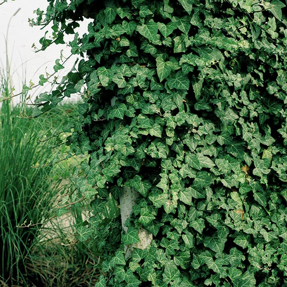 Kletter-Efeu