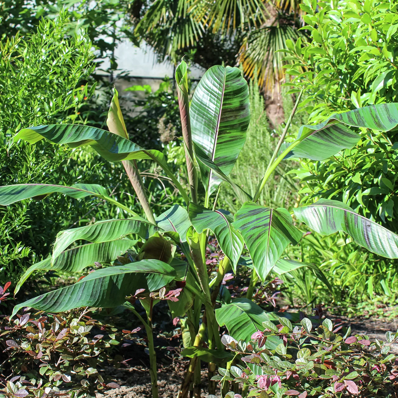 Winterharte Banane, rot