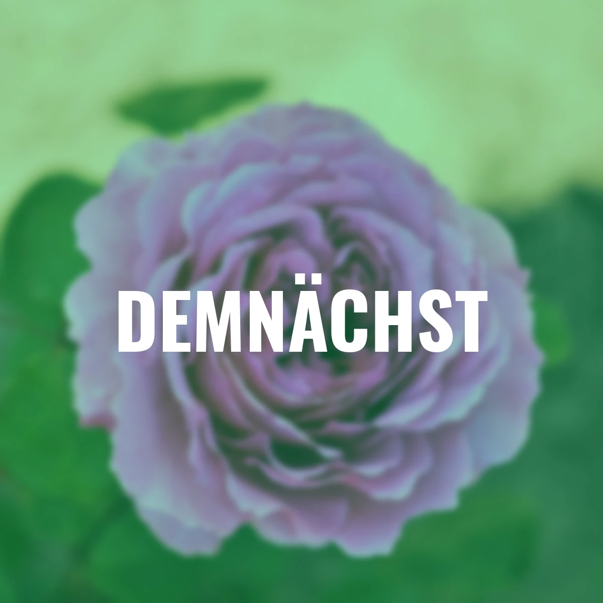 Sense of Love®-Duftrose Adore Aroma™