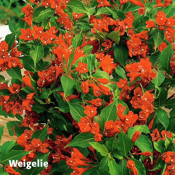 Ziergehölz-Set Blütenhecke