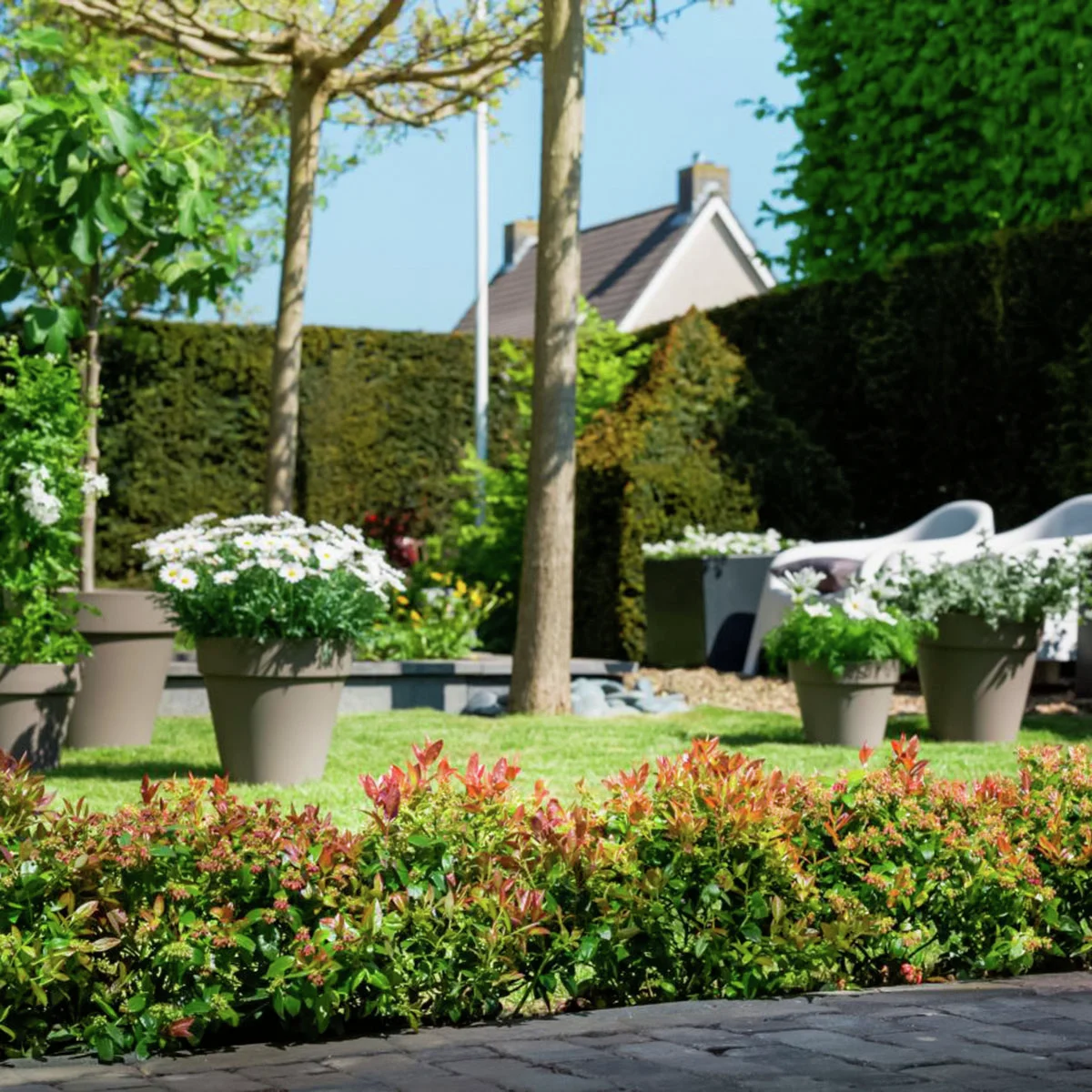 Heidelbeere BrazelBerry® Berry Bux® - im ca. 11 cm-Topf