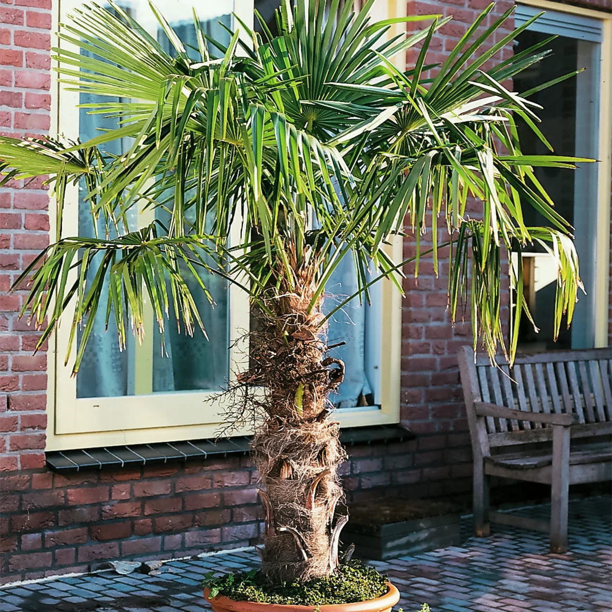 Hanfpalme XXL, im ca. 45 cm-Topf