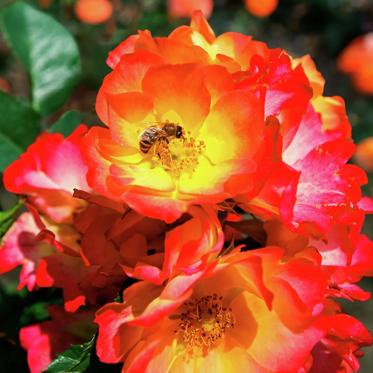 Bodendeckerrose Summer of Love®