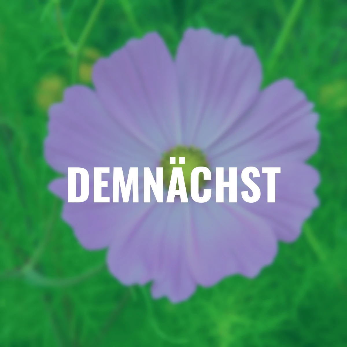 Schmuckkörbchensamen Sensations-Mischung