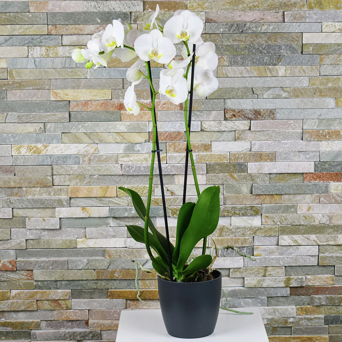 Schmetterlings-Orchidee Grandiflora, Höhe ca. 50-60 cm