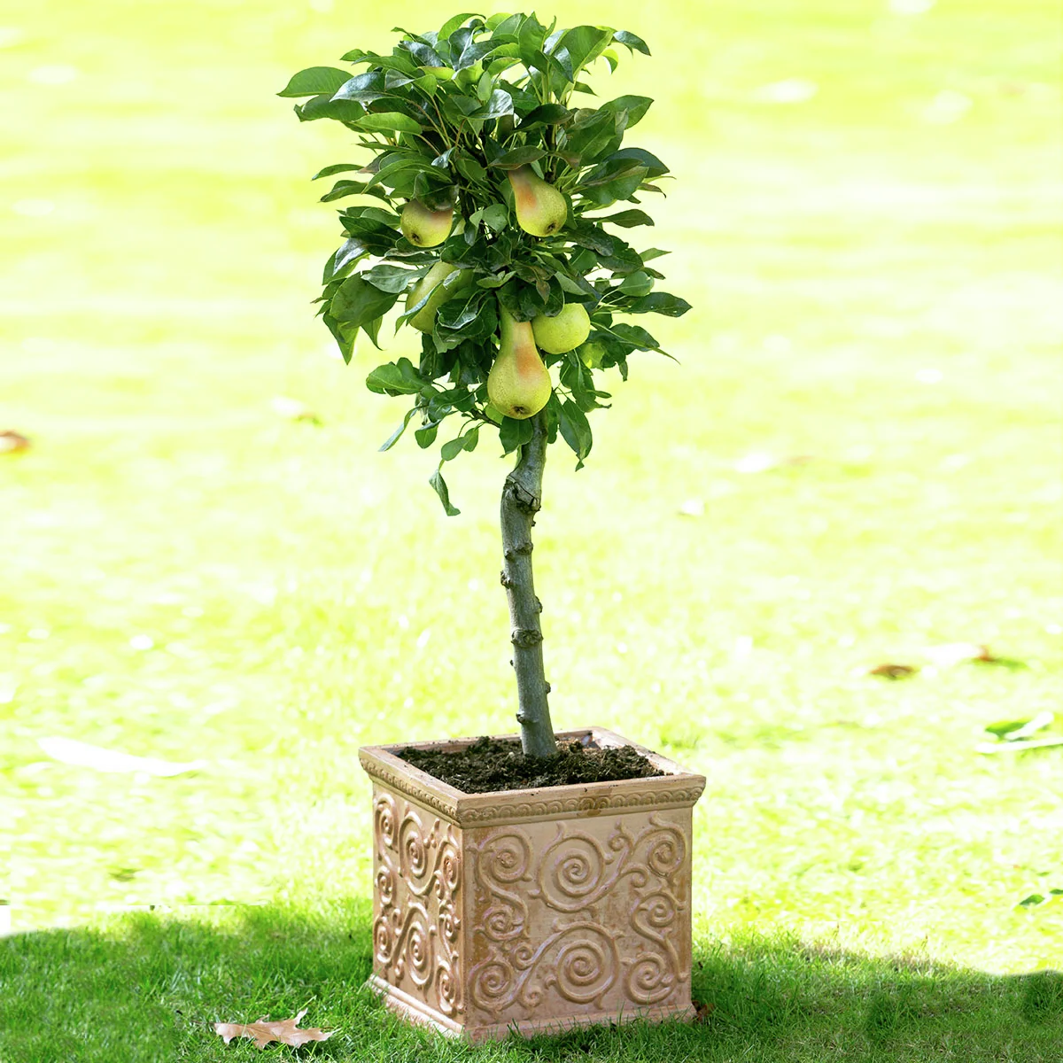 Zwergobst Birne Luisa