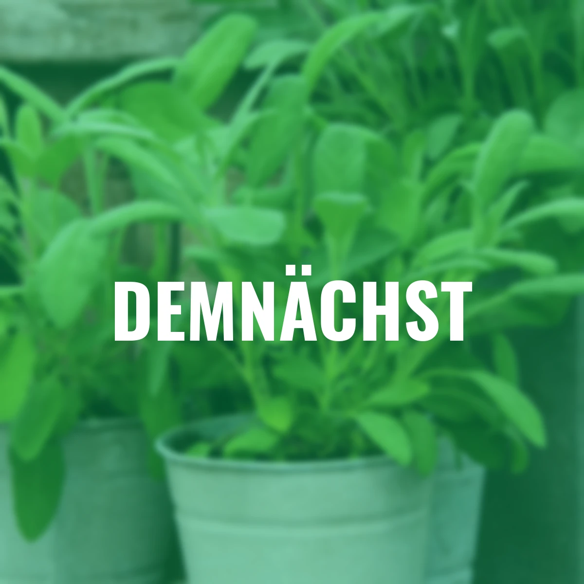 Kräuterpflanze Vital Salbei Evita