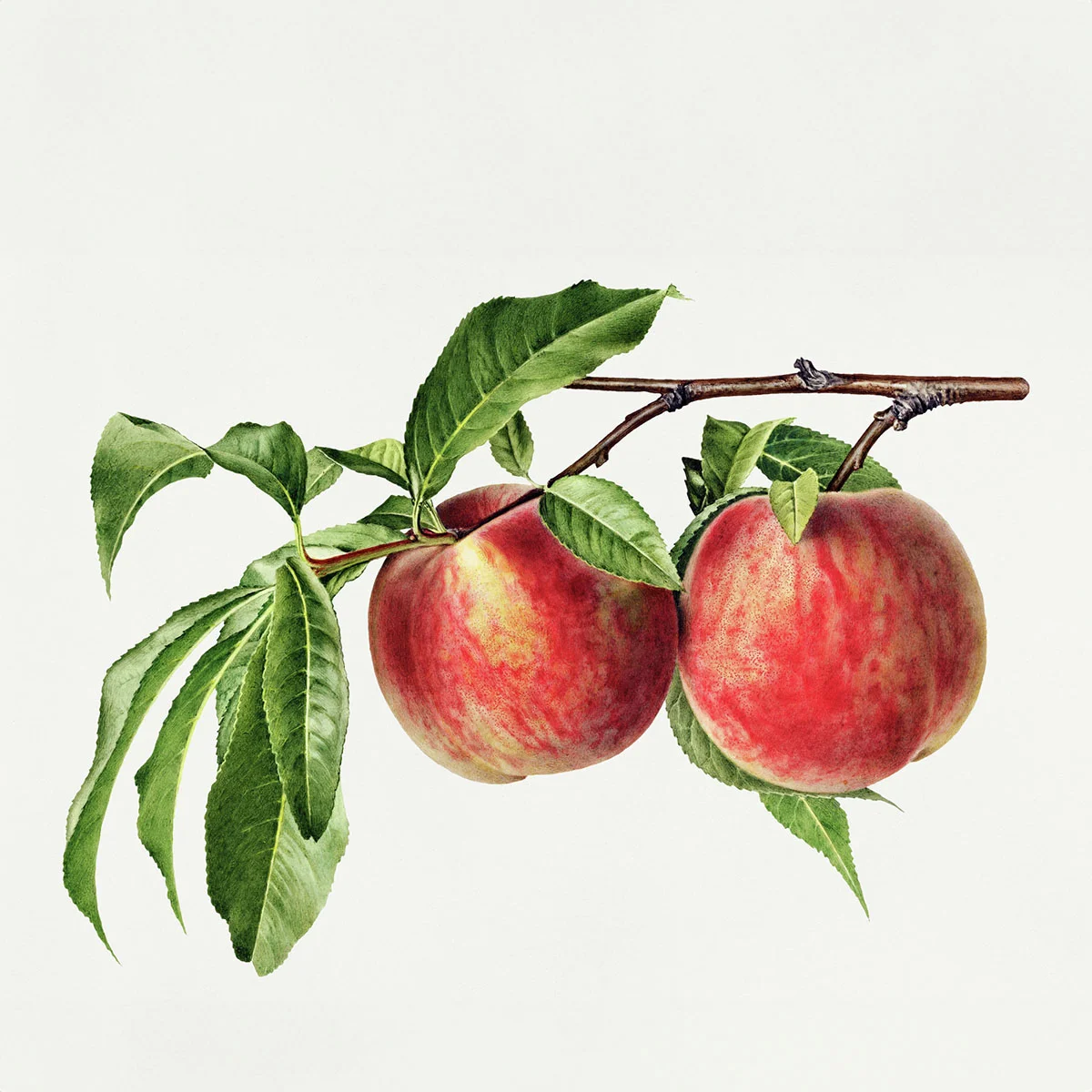 Ural-Pfirsich Wunder von Perm