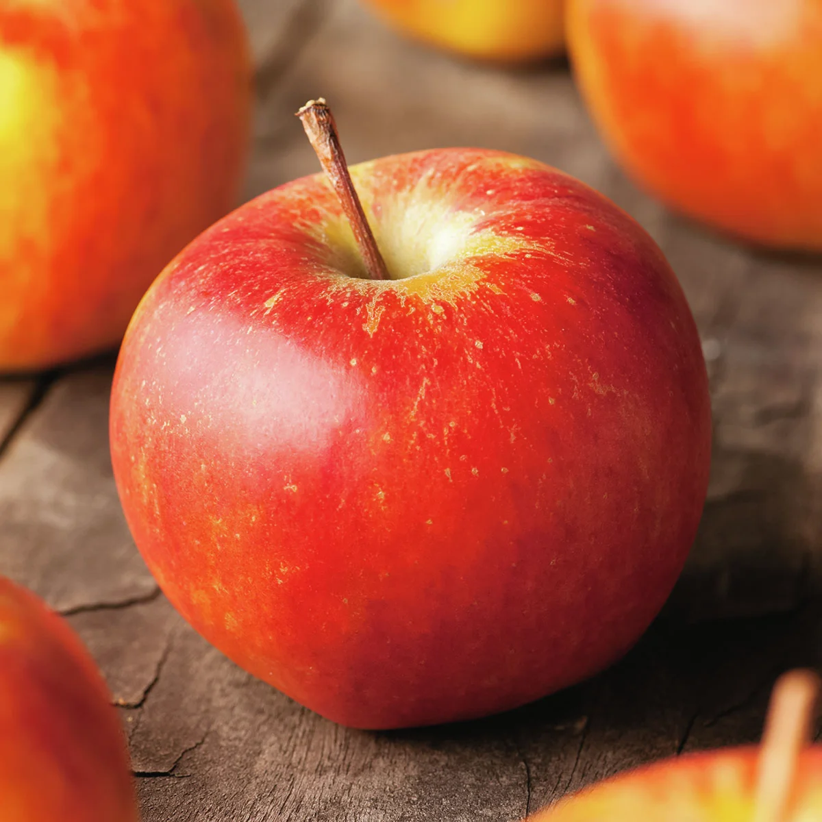 Säulen-Apfel Rondo®