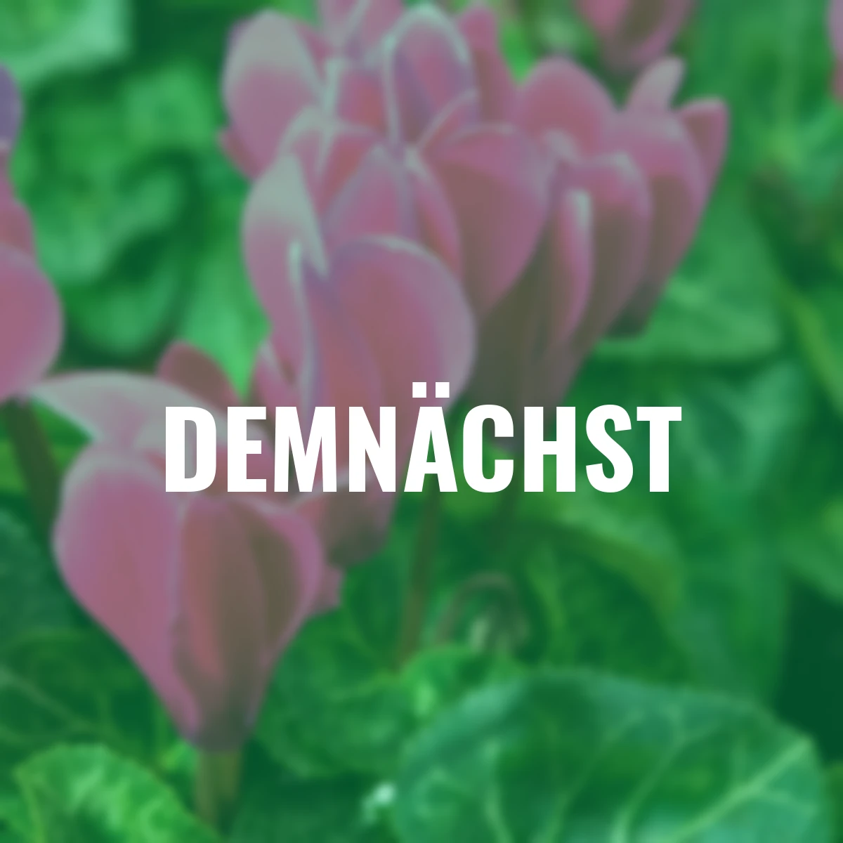 Alpenveilchen, violett-pink