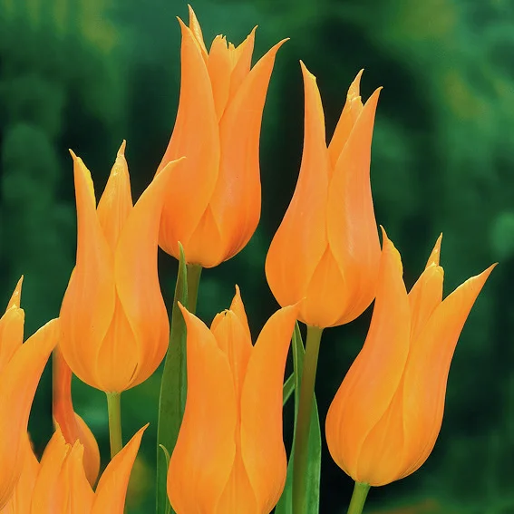 Tulpe Ballerina