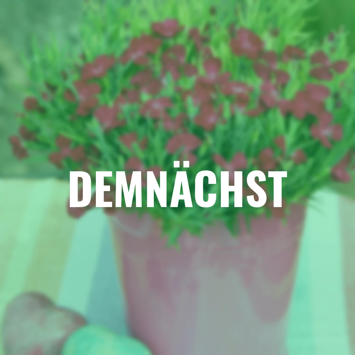 Kissen-Nelke Red Pillow