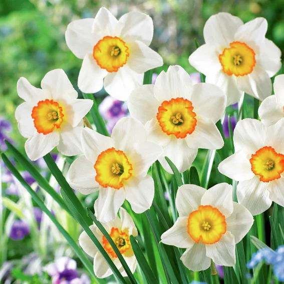 Narzisse Flower Record