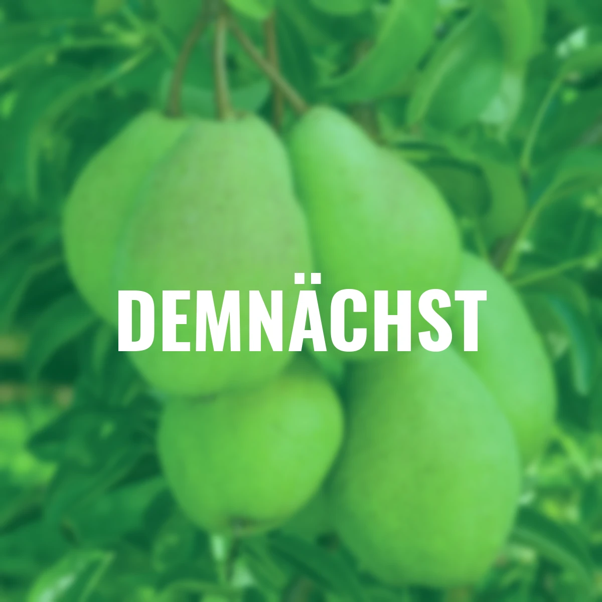 Birne Köstliche von Charneux