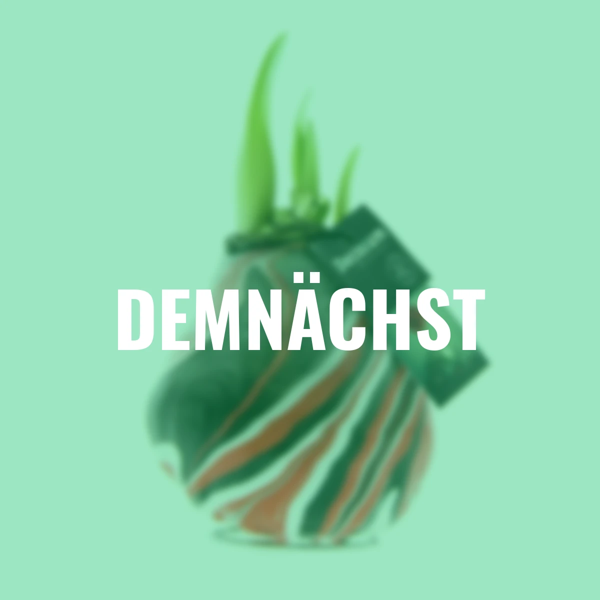 Amaryllis XL Earth, Wachs, rot