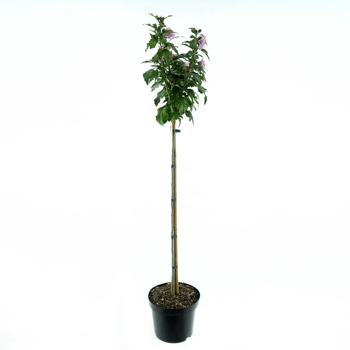 Gartenhibiskus-Stämmchen Miss Silvia