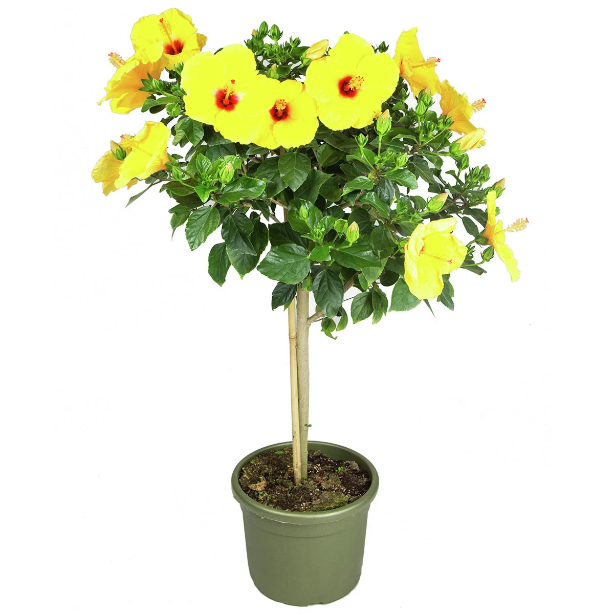 Orangegelber Hibiskus-Stamm