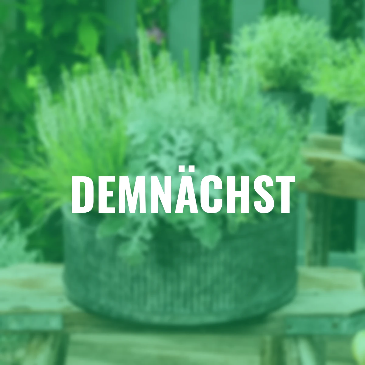 Set Trendfarbe Weiß