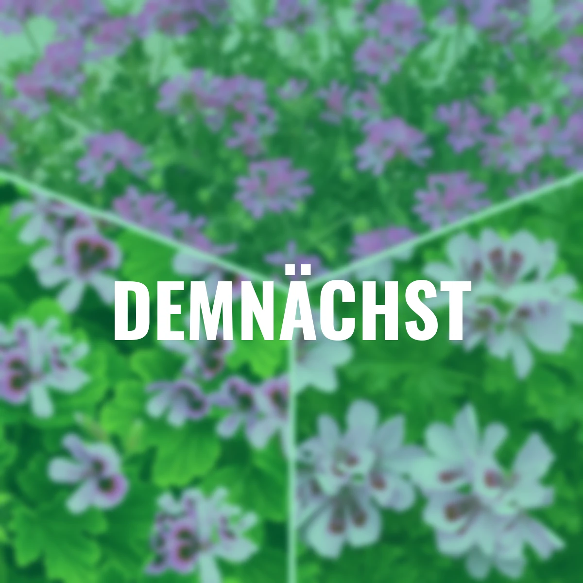 Sommerblumen-Set Duftgeranien-Mix Anti Mosquito, 3 Stück